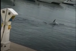 Delfini in porto a viareggio